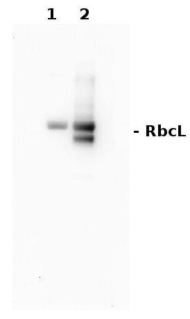 Chemiluminescent detection using Agrisera ECLBright